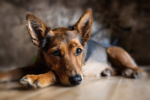 Διάσωση σκύλου ανοιχτά της Πάρου από γνωστό YouTuber