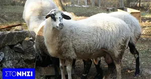 Δεν βγαίνουν οι αριθμοί του Υπουργείου για τα αιγοπρόβατα