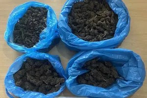 Ηλεία: Συνελήφθη άνδρας για διακίνηση ναρκωτικών - Έρευνες σε Αμαλιάδα - Βαρθολομιό