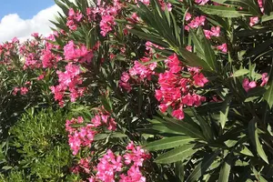 Οδηγία από το υπουργείο Παιδείας στα σχολεία για τη διαχείριση των κινδύνων από την τοξικότητα του φυτού της πικροδάφνης