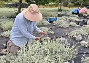 Γιατρικό για την υγεία και για την τσέπη... Η συγκομιδή της μαλοτήρας στο οροπέδιο του Ομαλού στα Χανιά | Video + Photos