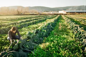 Άνοδος 4% στις τιμές παραγωγού και 1,1% στο κόστος στη γεωργία