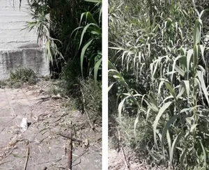 Χωρίς καθαρισμό για μήνες περιοχή δίπλα στο γήπεδο-Παράπονα κατοίκων για βλάστηση, φθορές και τρωκτικά