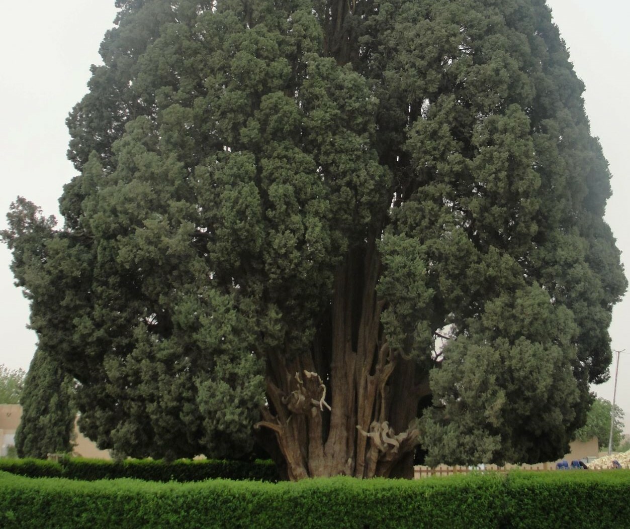 Το κυπαρίσσι του Abarkuh