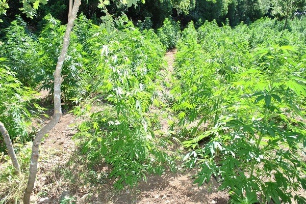 03072019stereafyteia005