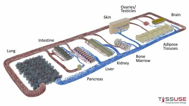 104648637 TissUse Human on a Chip