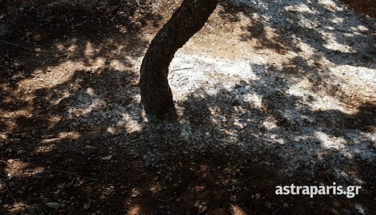 mastixa katastrofi 2