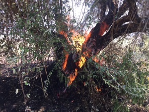 fotia kleisorevmata trifylli1 5