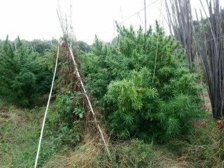 05102018dytmakflorina001s