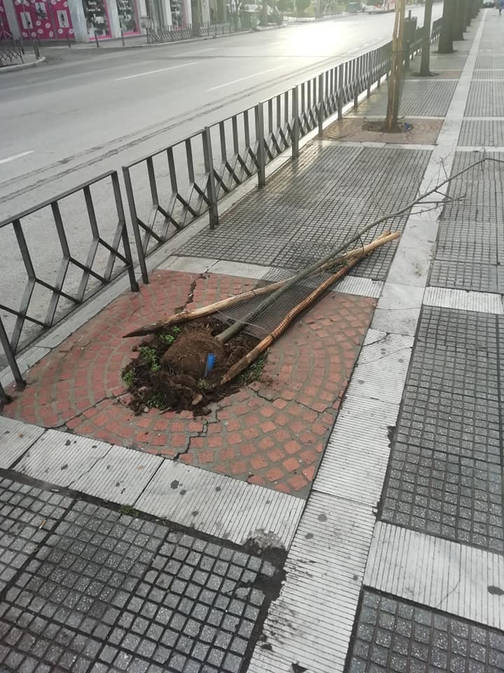 δεντρακια 1