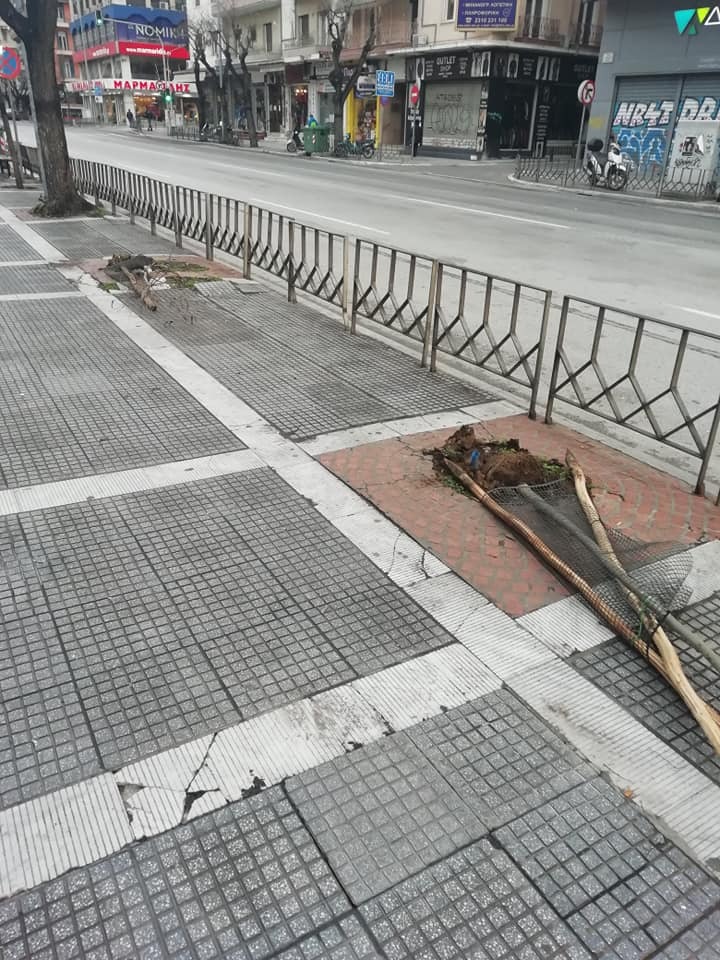 δεντρακια 3