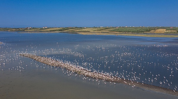 Φλαμίνγκο στη Χαλκιδική