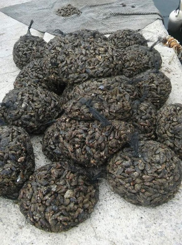 Κατασχέθηκαν χάβαρα λόγω παράνομης αλιείας