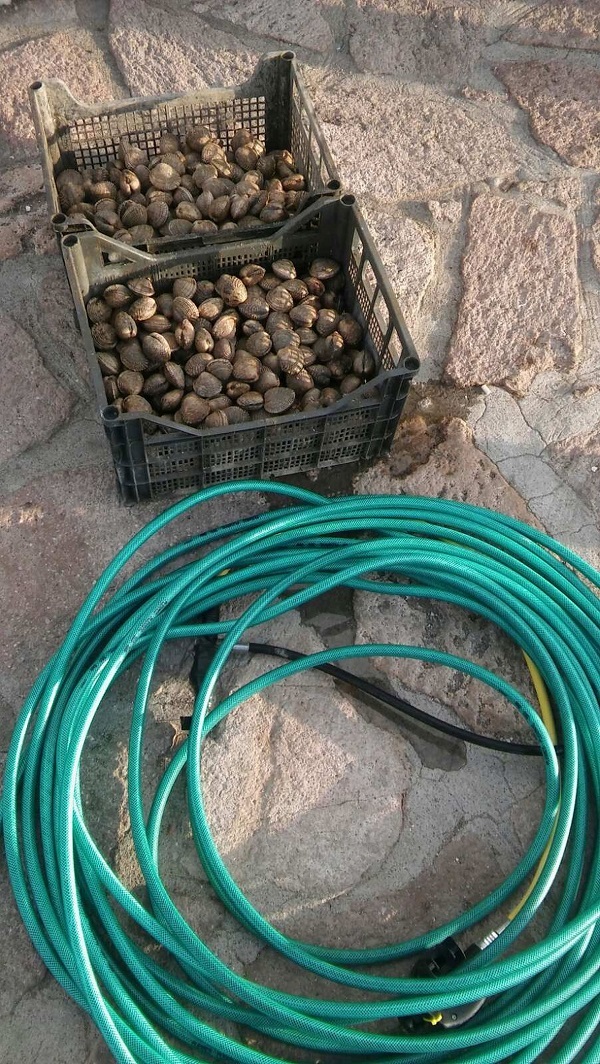 Ψάρευαν παράνομα κυδώνια και χάβαρα