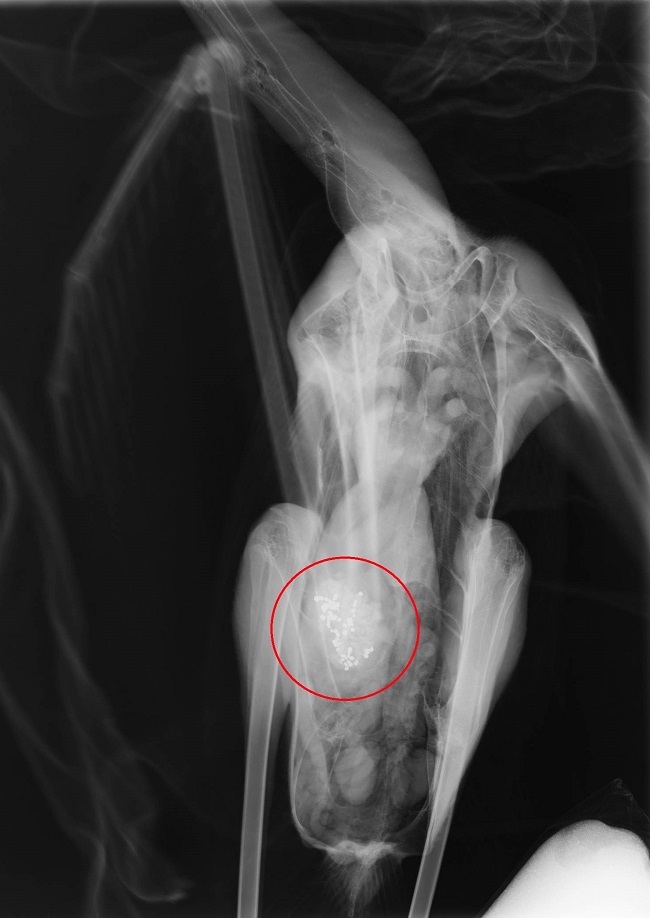 φλαμινγκο τελευταια