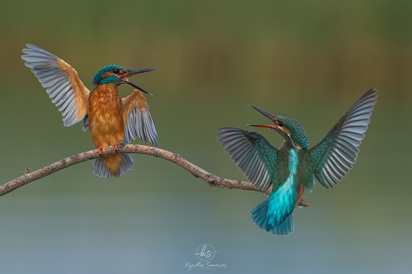 BIRDS 2020 10 14 Alcedoatthis 02