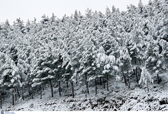 χιόνια Λαμία