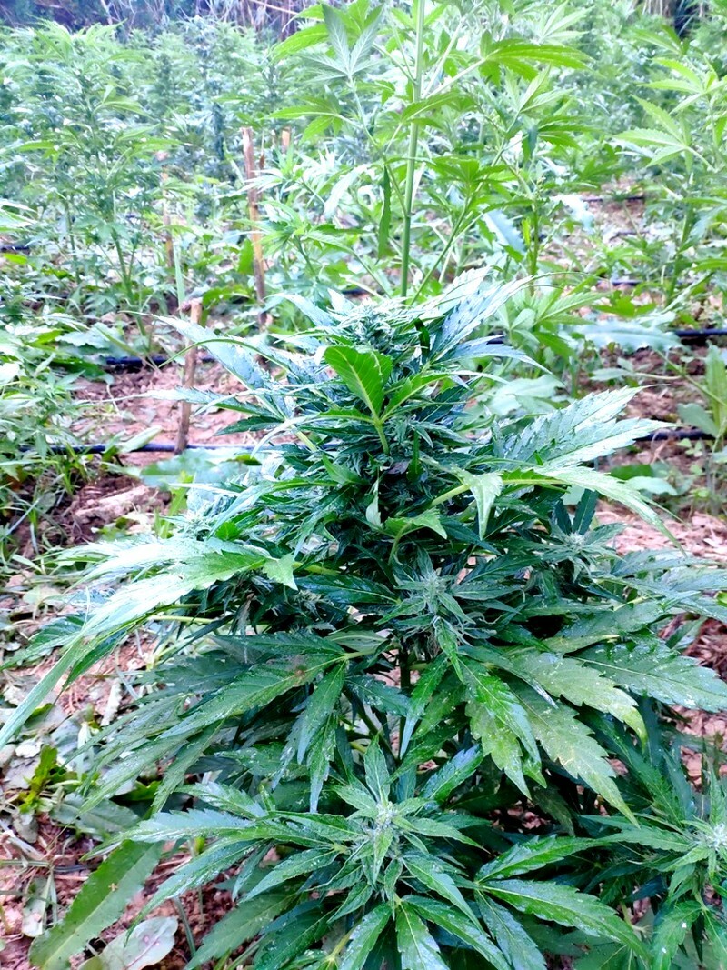 chasisofiteia mylopotamos rethimno elas astynomia 1