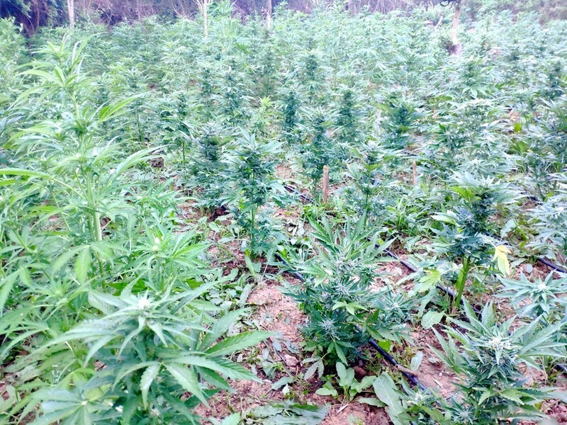 chasisofiteia mylopotamos rethimno elas astynomia 2