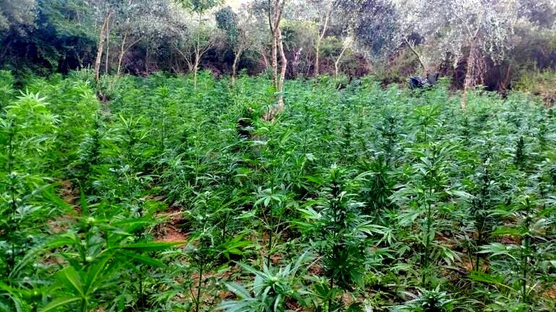 chasisofiteia mylopotamos rethimno elas astynomia 4