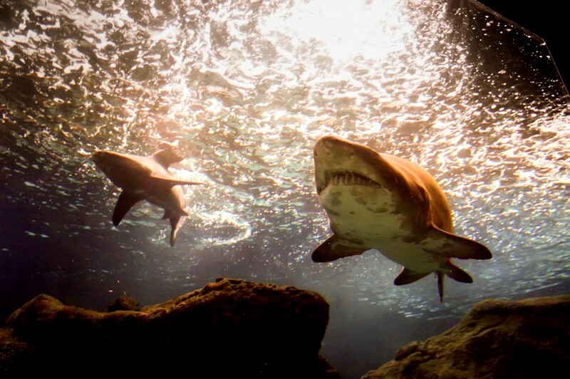 karxaries enidreio irakleio kriti intime