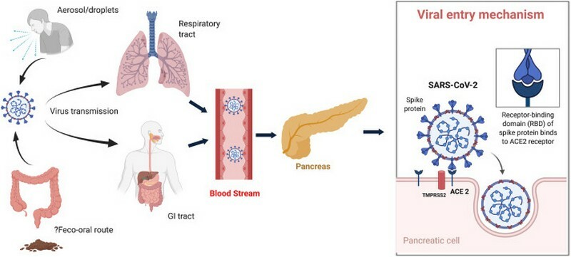 koronoios kittara ereuna insoulini pagreas livescience 2
