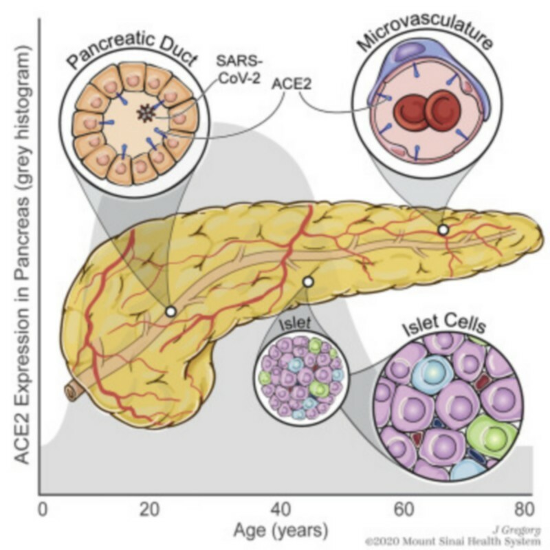 koronoios kittara ereuna insoulini pagreas livescience 3