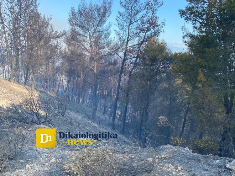 Φωτιά στην Κορινθία: «Σηκώθηκαν» τα εναέρια μέσα, σε «πύρινο κλοιό» τα Μέγαρα (εικόνες, βίντεο)