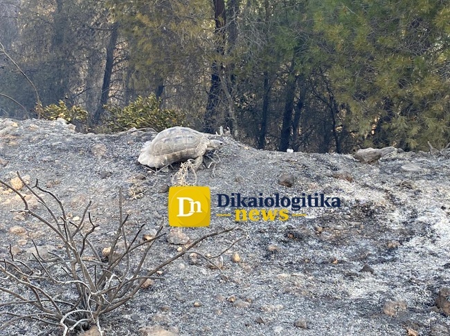 Φωτιά στην Κορινθία: «Σηκώθηκαν» τα εναέρια μέσα, σε «πύρινο κλοιό» τα Μέγαρα (εικόνες, βίντεο)