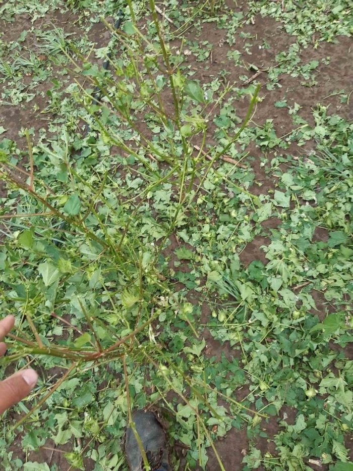 xalazi zimies kalliergies kakokairia ertnews.gr