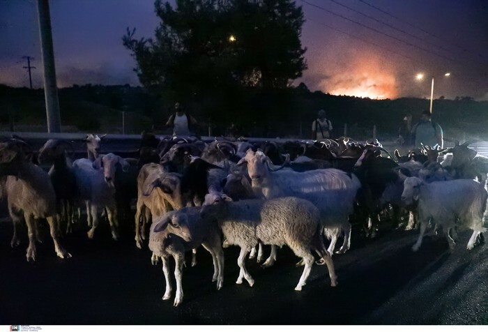 fwtia pirkagia attiki afidnes ethniki odos eikones intime 4