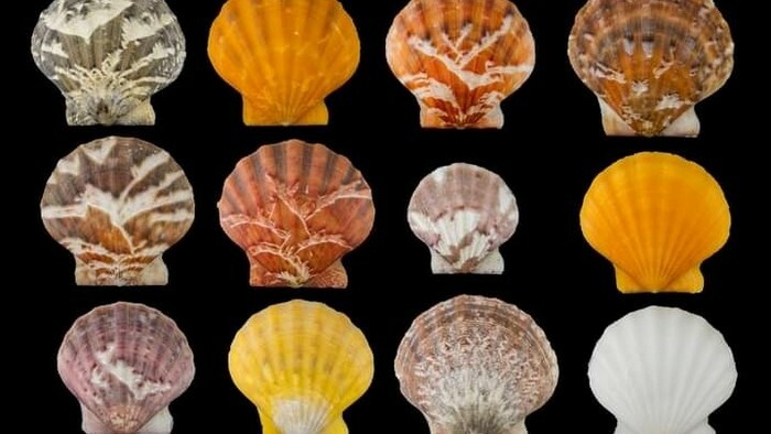 koxilia sillektes mesogeios thalassa ΑΠΕ ΜΠΕ 2