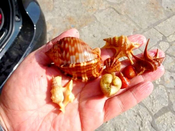 koxilia sillektes mesogeios thalassa ΑΠΕ ΜΠΕ 5