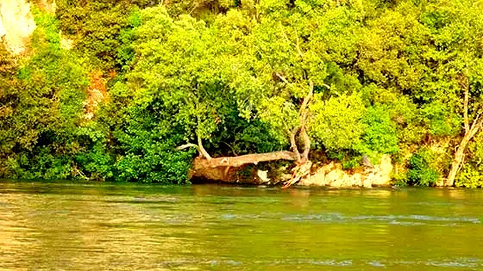 nestos ereunes pirosvestiki emak agnooymenos xanthinews.gr 1