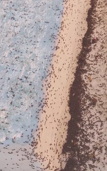 skatharia metoxi.jpg