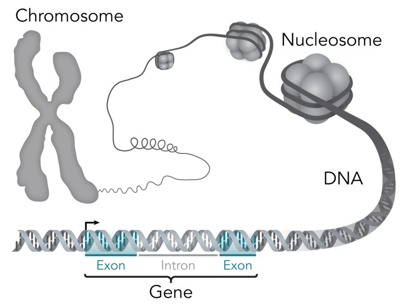 Chromosome.DNA.gene