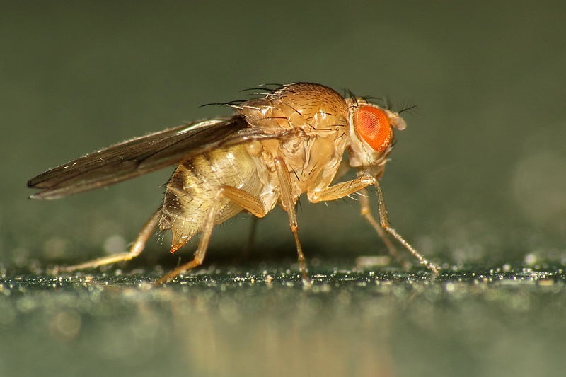Fruit Fly