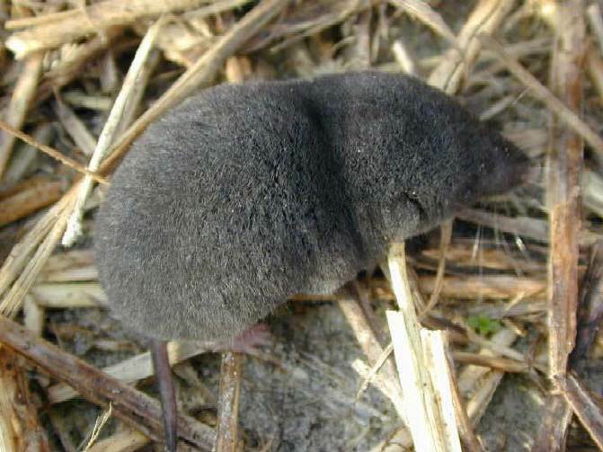 Southern short tailed shrew