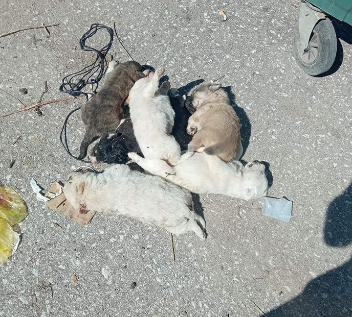 307117407 10223315048724368 2251052309126927065 n