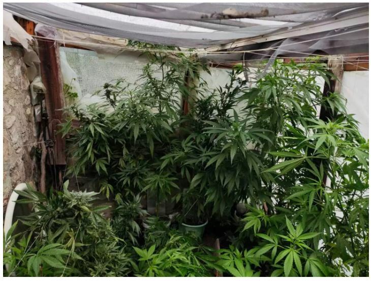 ΧΑΣΙΣΟΦΥΤΕΙΑ 1