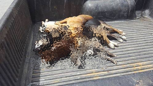 30703685 1797202823678273 3093636395060263709 n