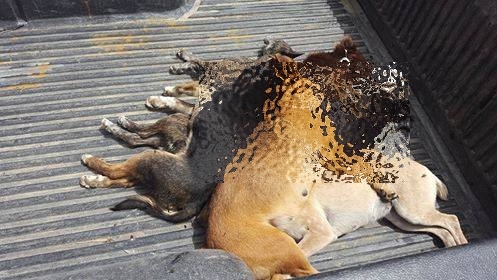 30708008 1797202820344940 1441696836802395907 n