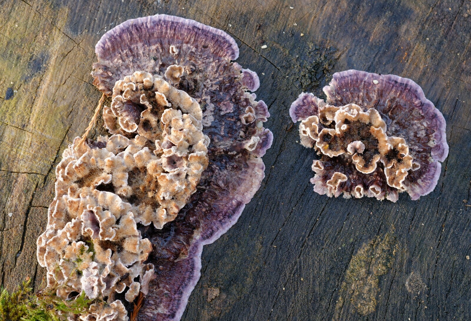 ΙΝΔΟΣ, ΘΑΝΑΤΗΦΟΡΟΣ ΜΥΚΗΤΑΣ,