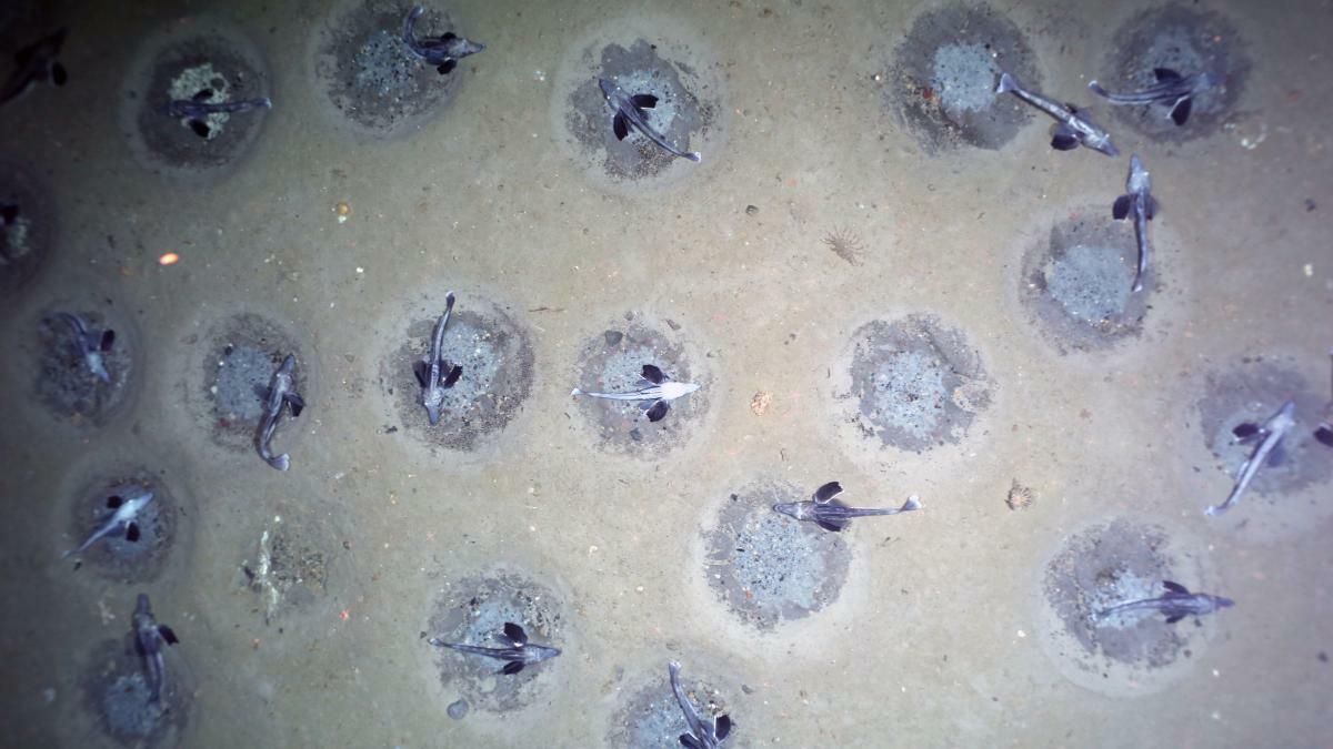 Credit AWI OFOBS team