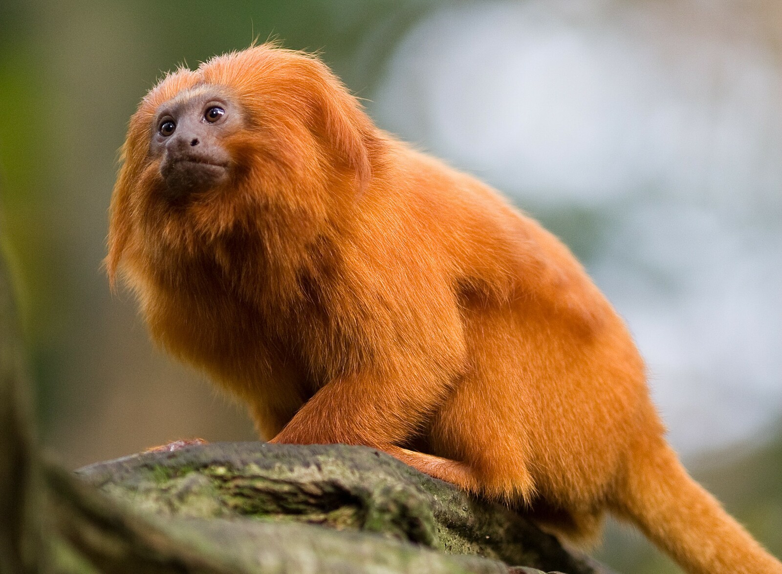 ΕΜΒΟΛΙΑΣΜΟΙ ΠΙΘΗΚΩΝ