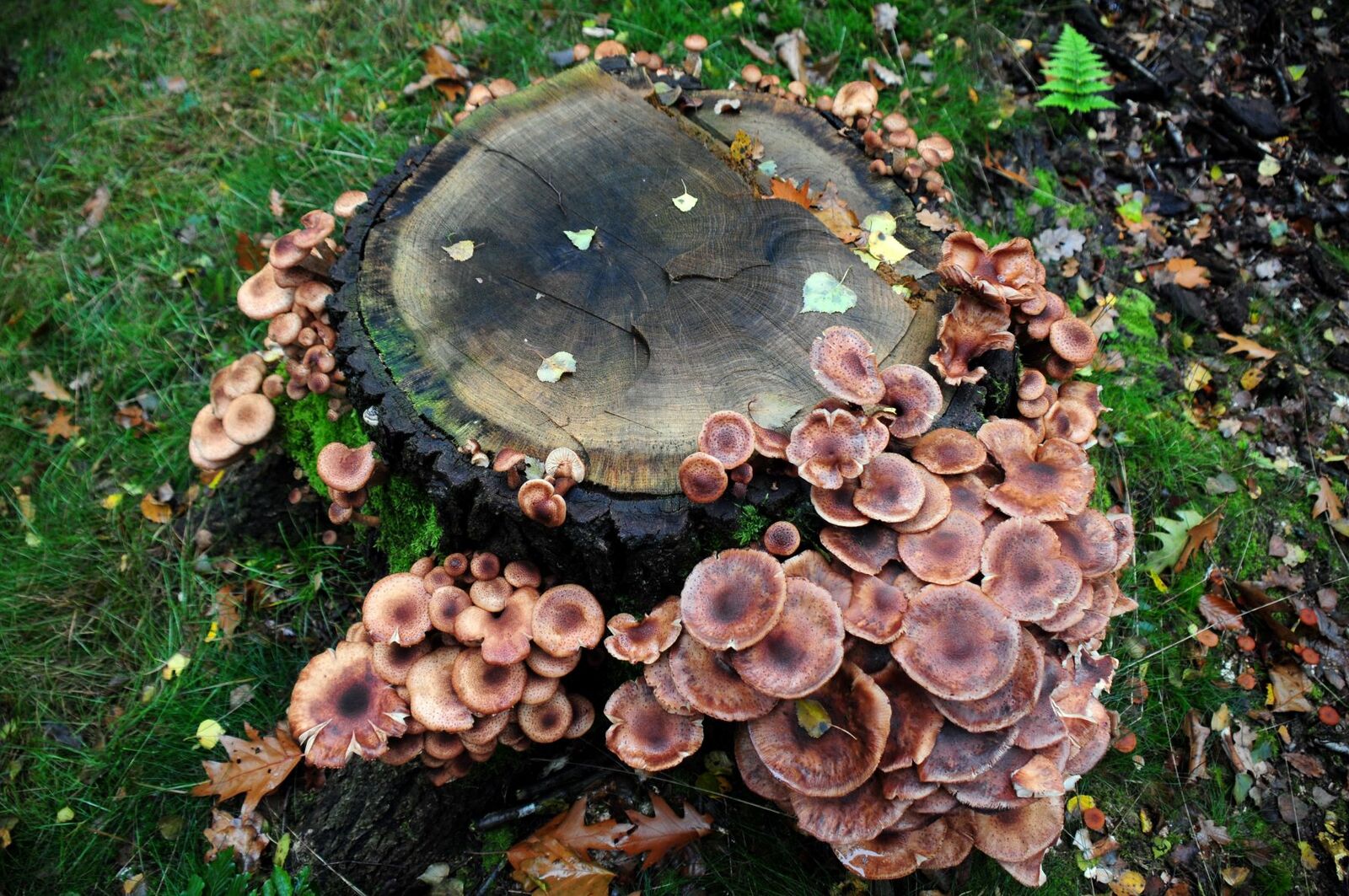 Humongous fungus