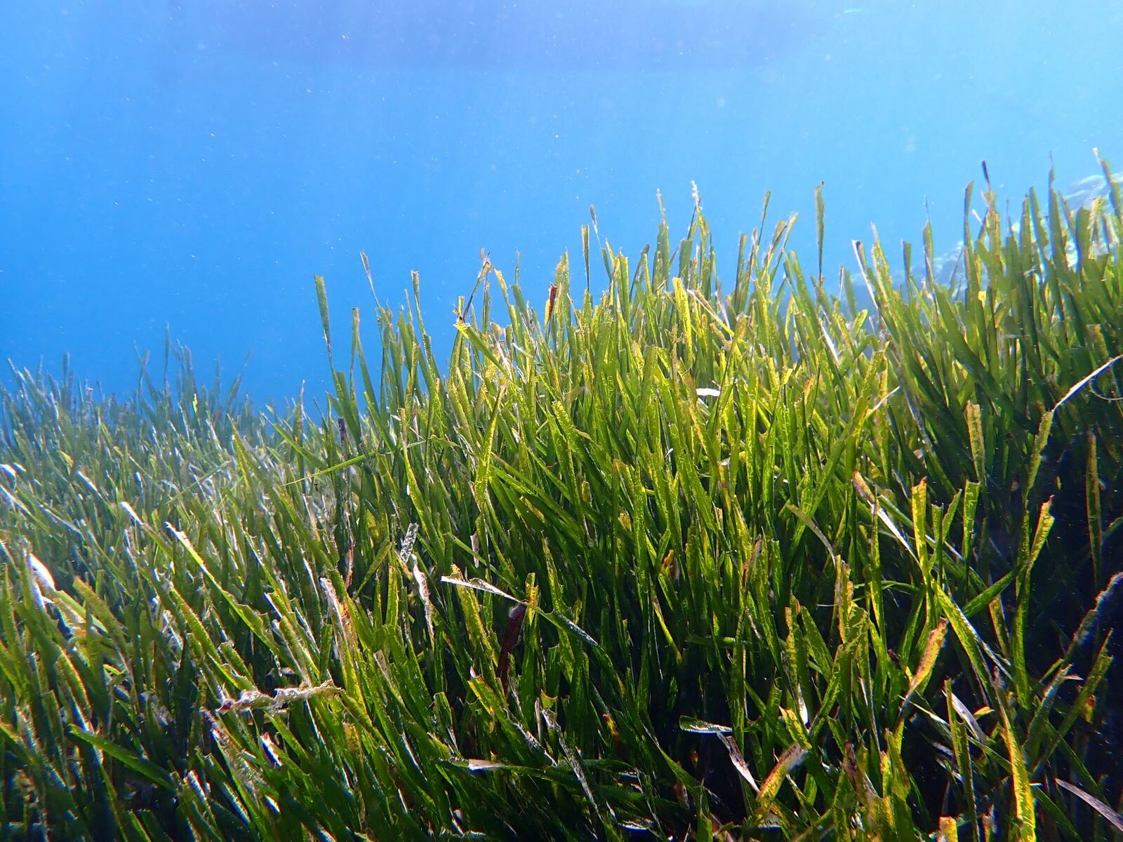 Posidonia