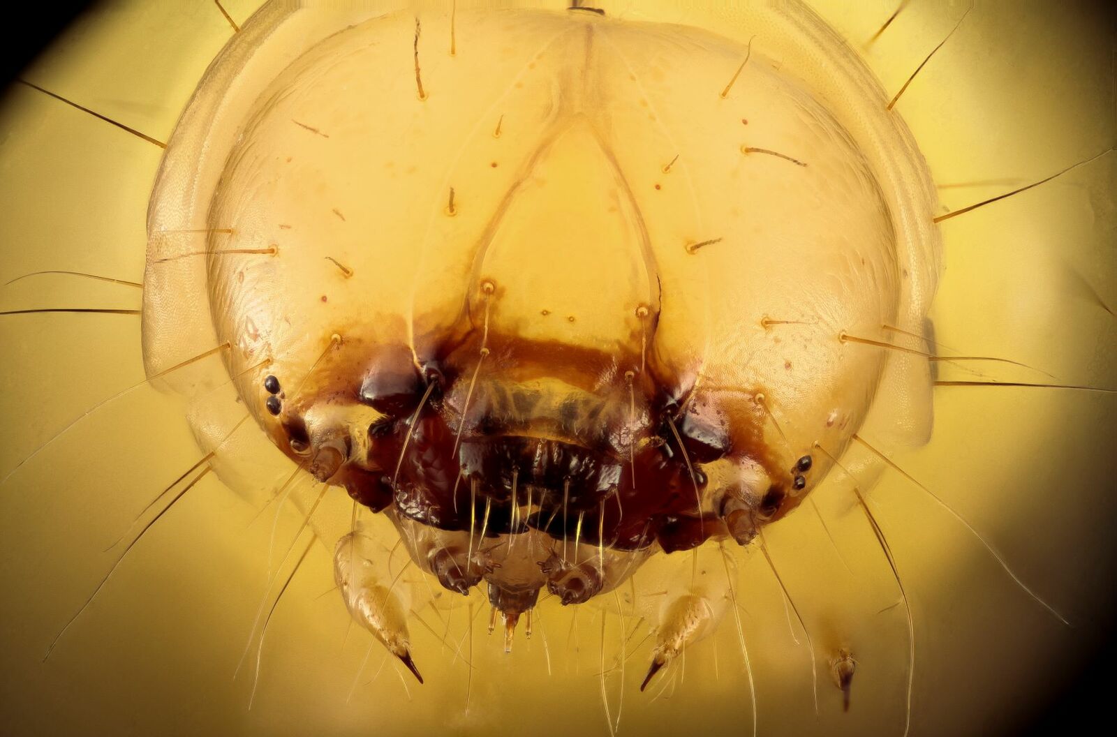 Wax worm U Maryland face 2015 07 13 13.37.42 ZS PMax