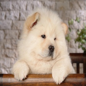 Chow-Chow