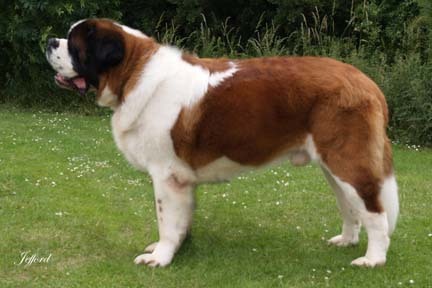 St-Bernard